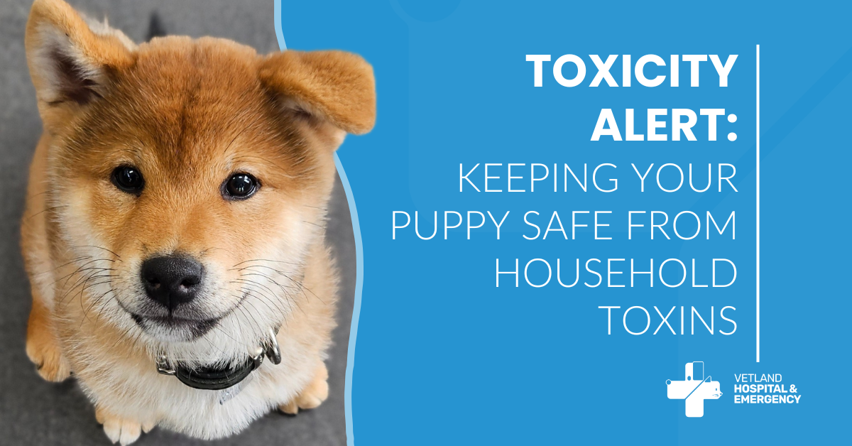 Toxicity Alert: Keeping Your Puppy Safe from Household Toxins - Puppy Safety With Household Paper Products